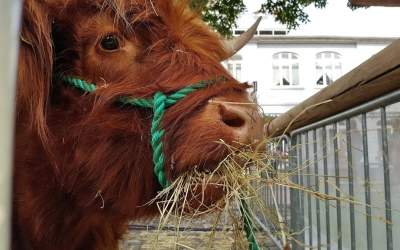 Tierisch gut: Bauernmarkt zum Felgenfest