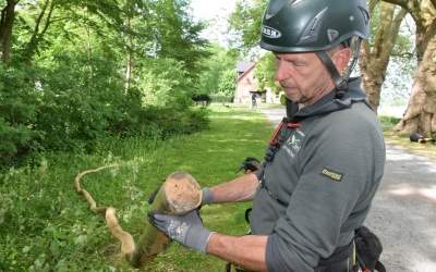 Der Pilz 