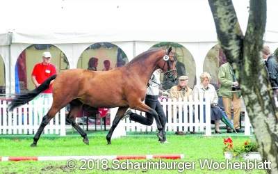 Mit Herzblut der Zucht des 
Trakehner Pferdes verschrieben