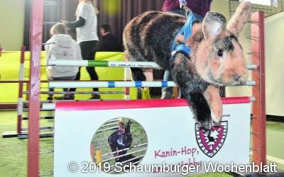 Die Kaninchen hüpfen wieder