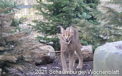 Beschlagnahmter Wüstenluchs
zieht in der Wildtierstation ein