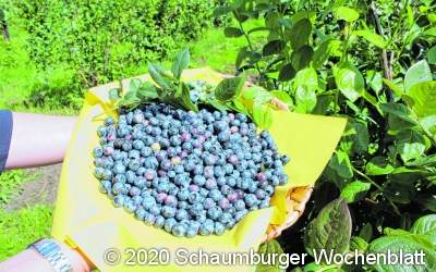 Start in die Blaubeersaison