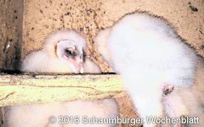 Schleiereulen fauchen aus dem Brutkasten