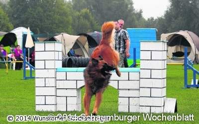 Sportliche Hunde fliegen über den Parcours