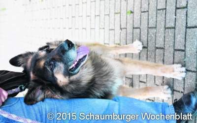Stattlicher Mischling sucht neues Zuhause