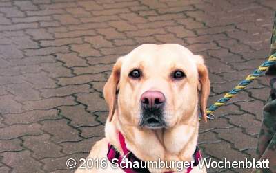 Eine reinrassige Labradorhündin