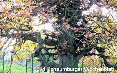 Eine Süntelbuche für den Friedhof