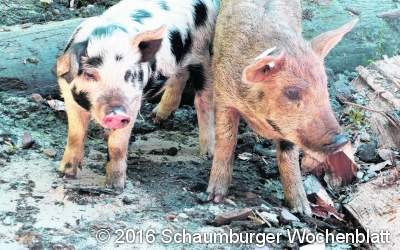 Es sind wieder Schweine da