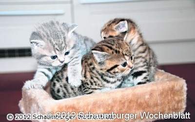 Rassekatzen schnurren im Kursaal