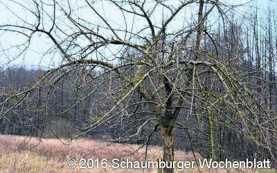 Baumschnitt am Obstbaum