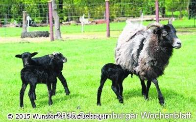 Eisprung trotz Schwangerschaft