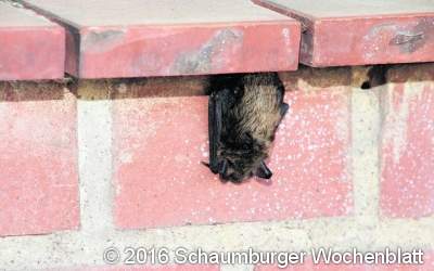 Fledermaus übernachtet an Ausbildungswerkstatt