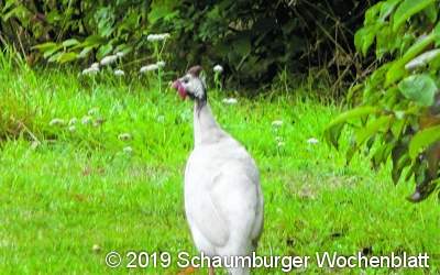 Entlaufener Truthahn