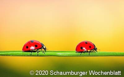 Insektensommer geht in die zweite Runde