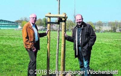 Winter-Linden für den Baumlehrpfad