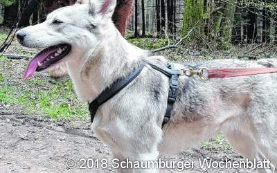 1.529 Hunde sind gemeldet