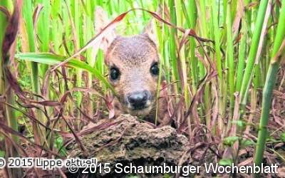 Tiere vor dem Mähtod schützen