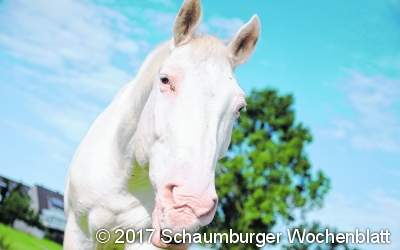 Zur Freude der Kinder – zum Leid der Ponys?