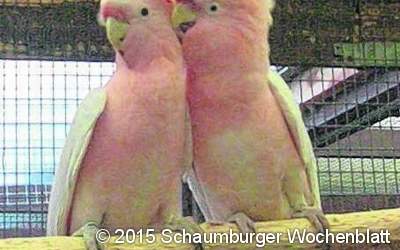 Börse für Vögel und Kleintiere