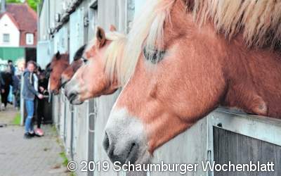 Zwei Tage Pferdesport am Steinanger