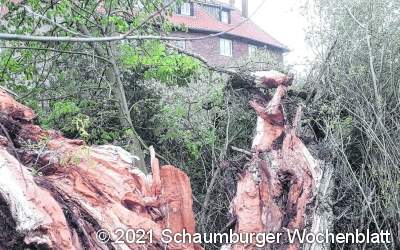 Großer Weidenbaum hielt 