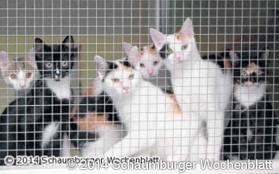 Rat verabschiedet Katzenschutzverordnung
