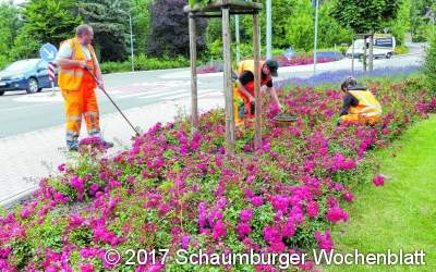 Mehr Unkraut statt Kot in Blumenbeeten