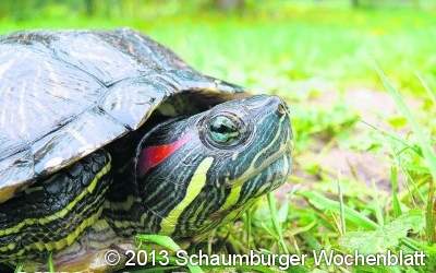 Eine Schildkröte in Rodenberg gefunden