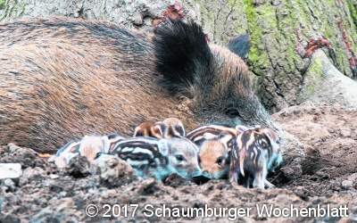 Saumäßig süße Frischlinge sind derzeit die Shootingstars im Wisentgehege