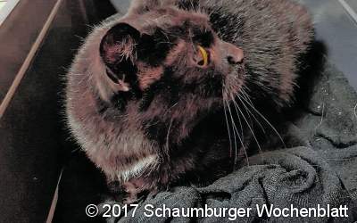 Verletzte Katze wird aufgefunden