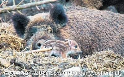 Klapperstorch bringt Nachwuchs bei den Wildschweinen