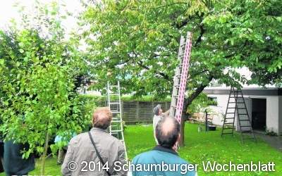 Sommerschnitt bei Obstbäumen
