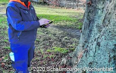 Baumpilze im Visier