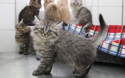 Katzen suchen ein neues Zuhause