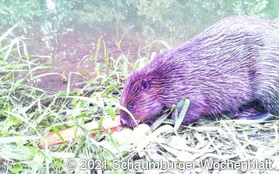 Nachwuchs tummelt sich am Bach
