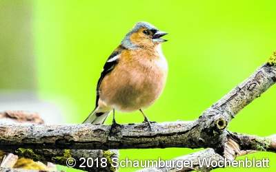 Vögel zählen von Vatertag bis Muttertag