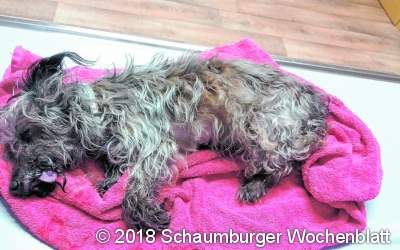 Tierhalter gesucht