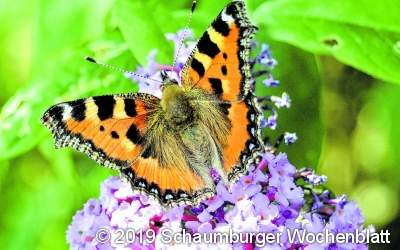 Farbenfrohe Vielfalt