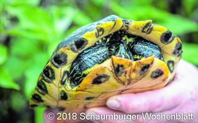 Exotische Tierfunde häufen sich