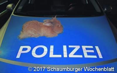 Kaninchen kehrt nach Hause zurück