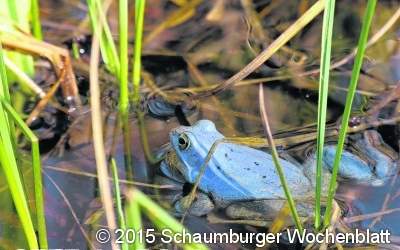 Blaue Frösche am Steinhuder Meer