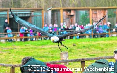 Falkner beenden Winterpause