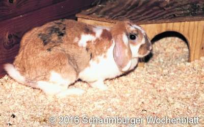 Kaninchen 