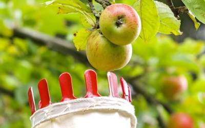 Äpfel mit allen Sinnen genießen
