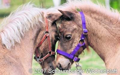 Klönabende der Ponyzüchter