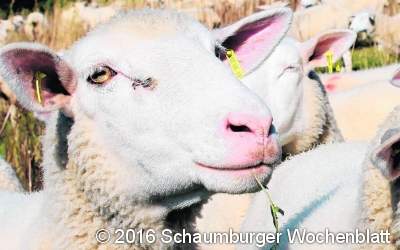 Vom Schaf zum Wollfaden