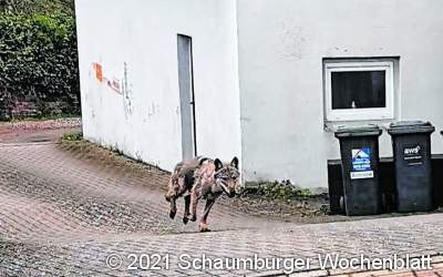 Wolf läuft durch Ahnsen