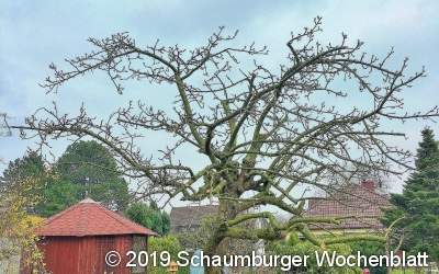 Wie schneidet man eigentlich 
einen Obstbaum im eigenen Garten?