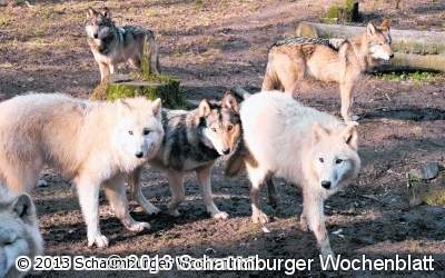 Letzter Wolfsabend im Wisentgehege in Springe