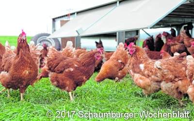 Stall auf Rädern kennenlernen